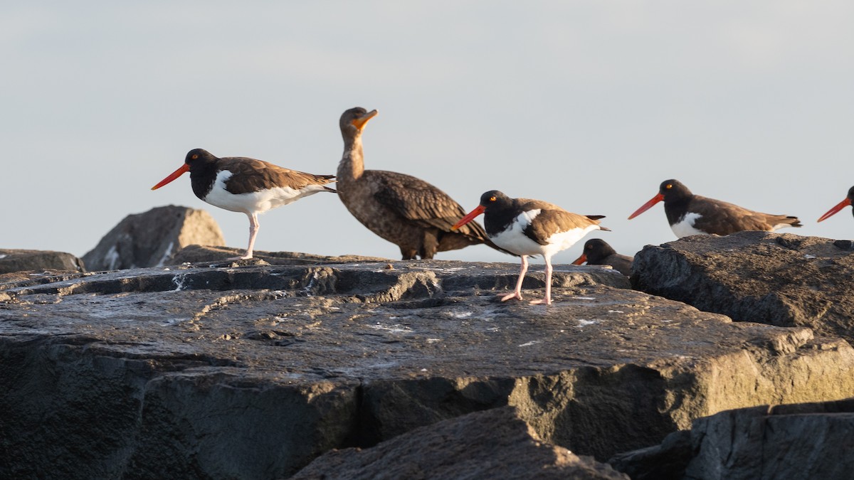 American Oystercatcher - ML641582497