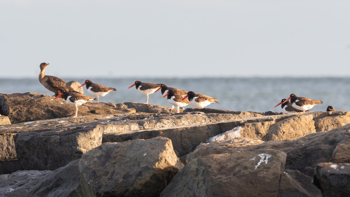 American Oystercatcher - ML641582498