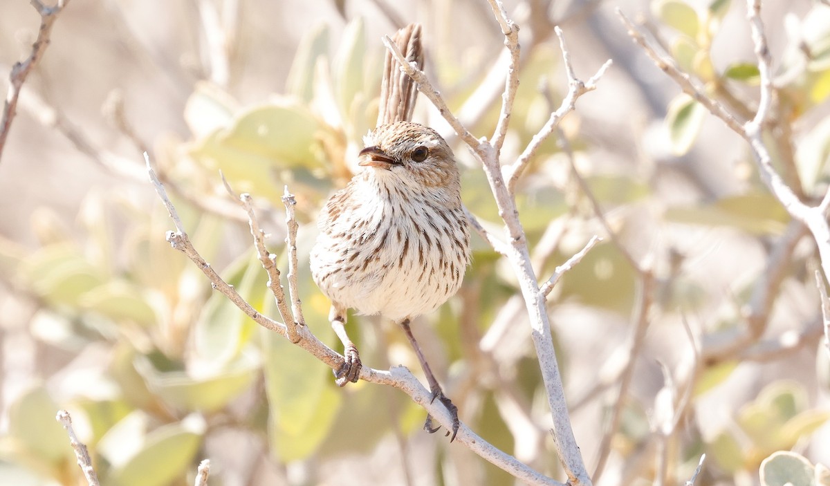 Rufous Fieldwren - ML641582499
