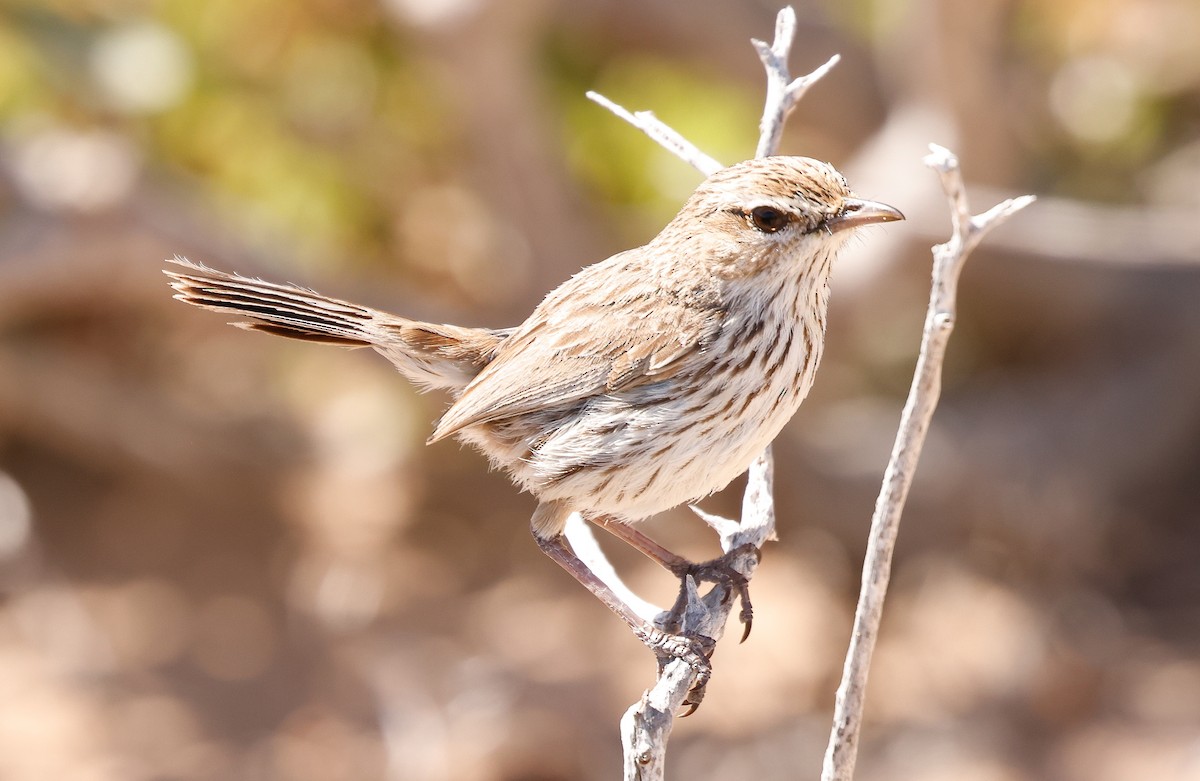 Rufous Fieldwren - ML641582500
