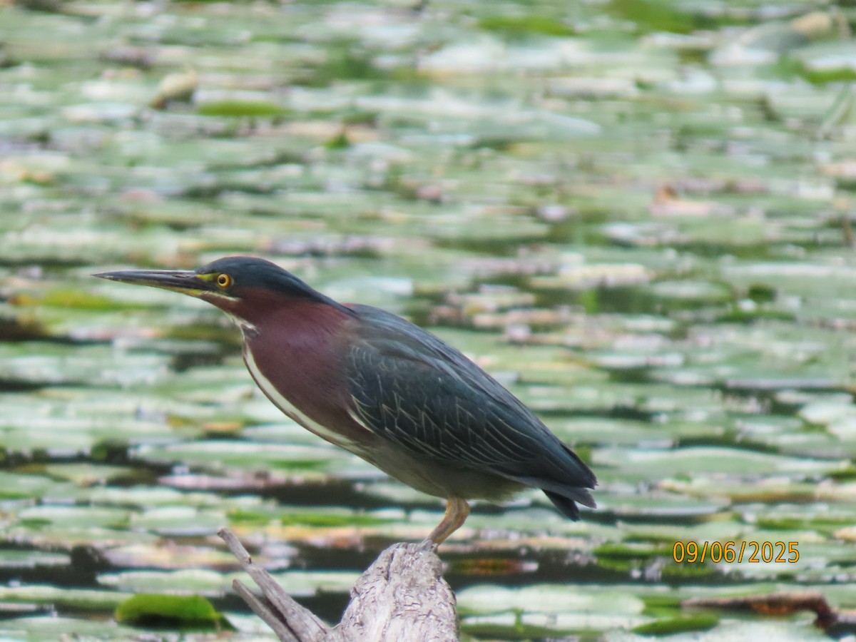 Green Heron - ML641582551