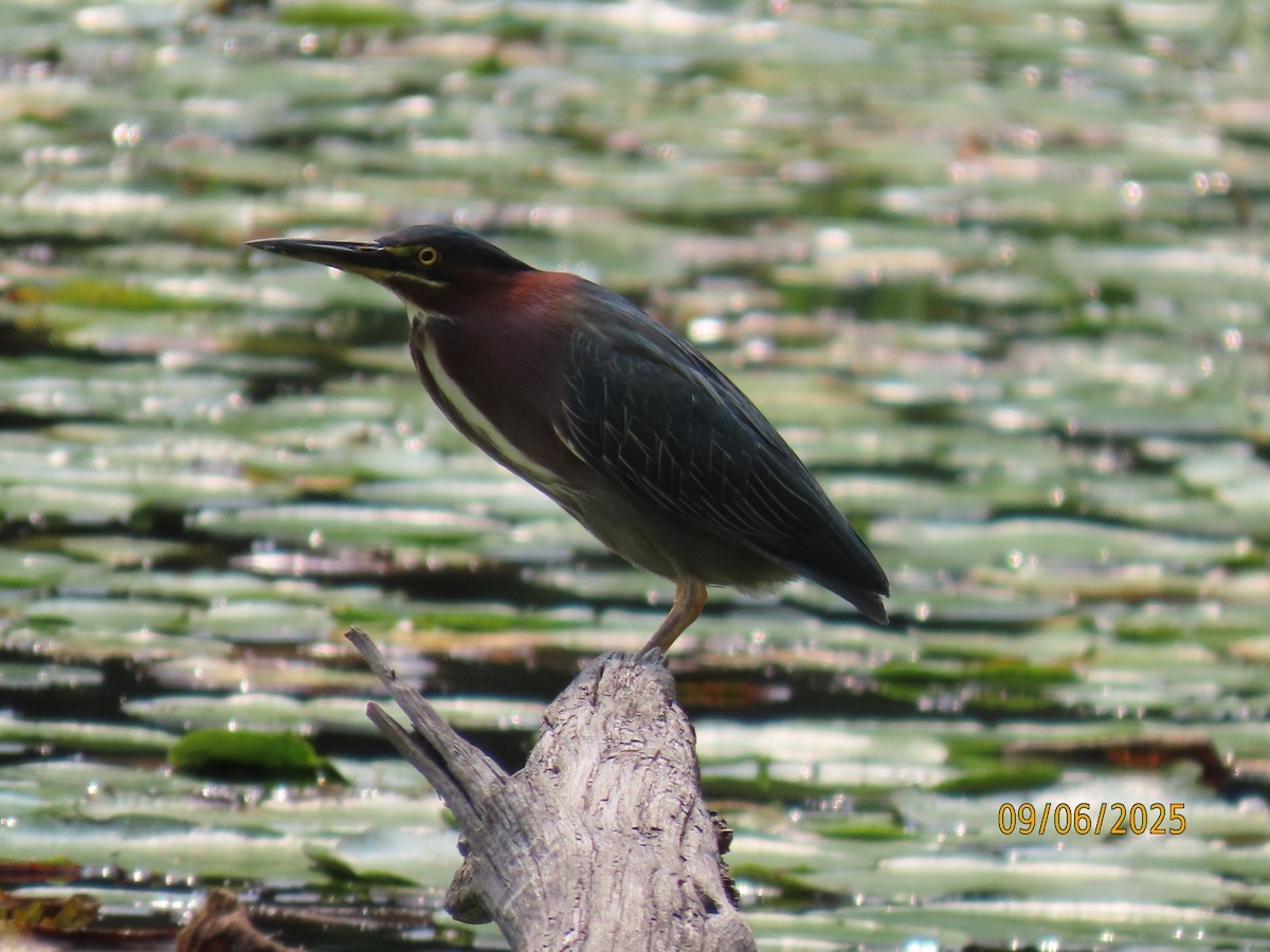 Green Heron - ML641582552
