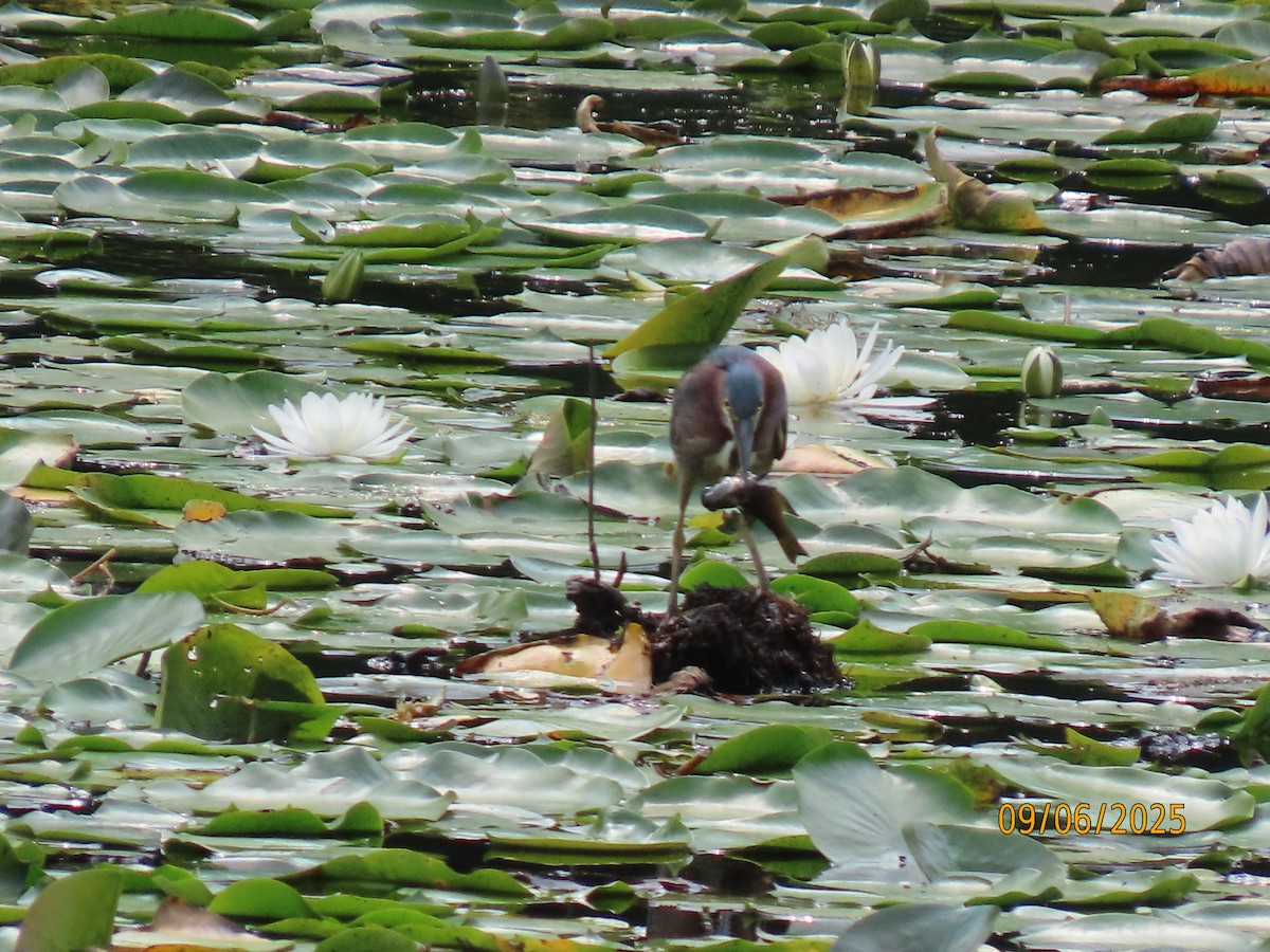 Green Heron - ML641582553
