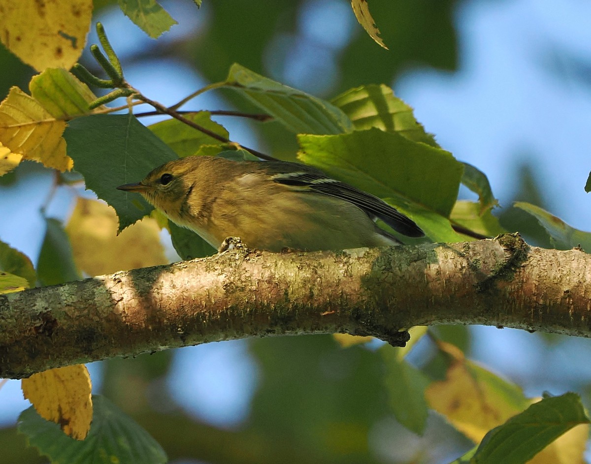 Blackpoll Warbler - ML641582554