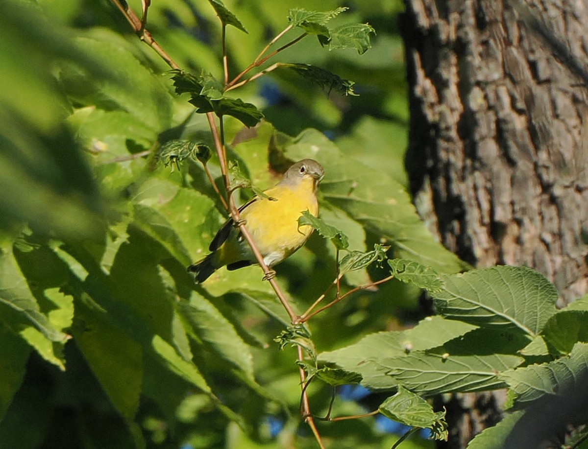 Nashville Warbler - ML641582607