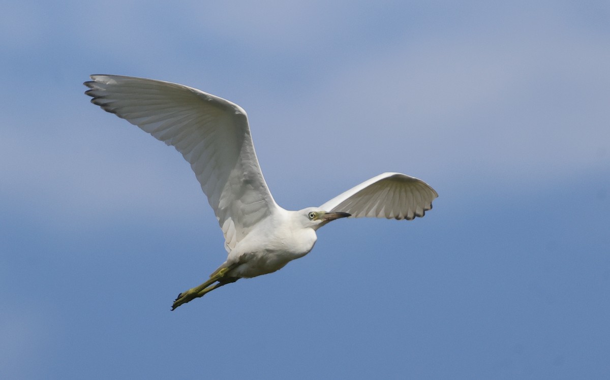 Little Blue Heron - ML641582632
