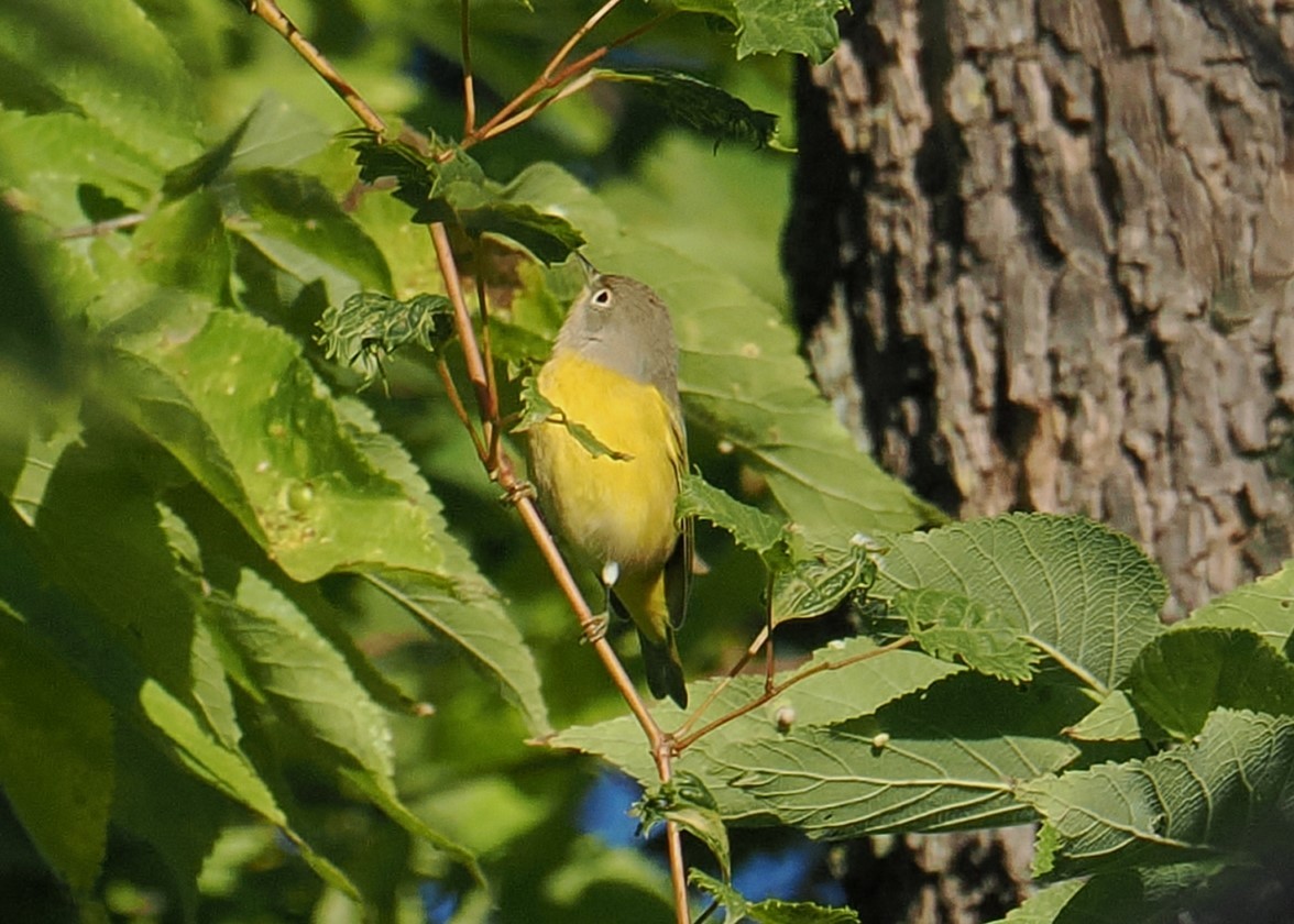 Nashville Warbler - ML641582633