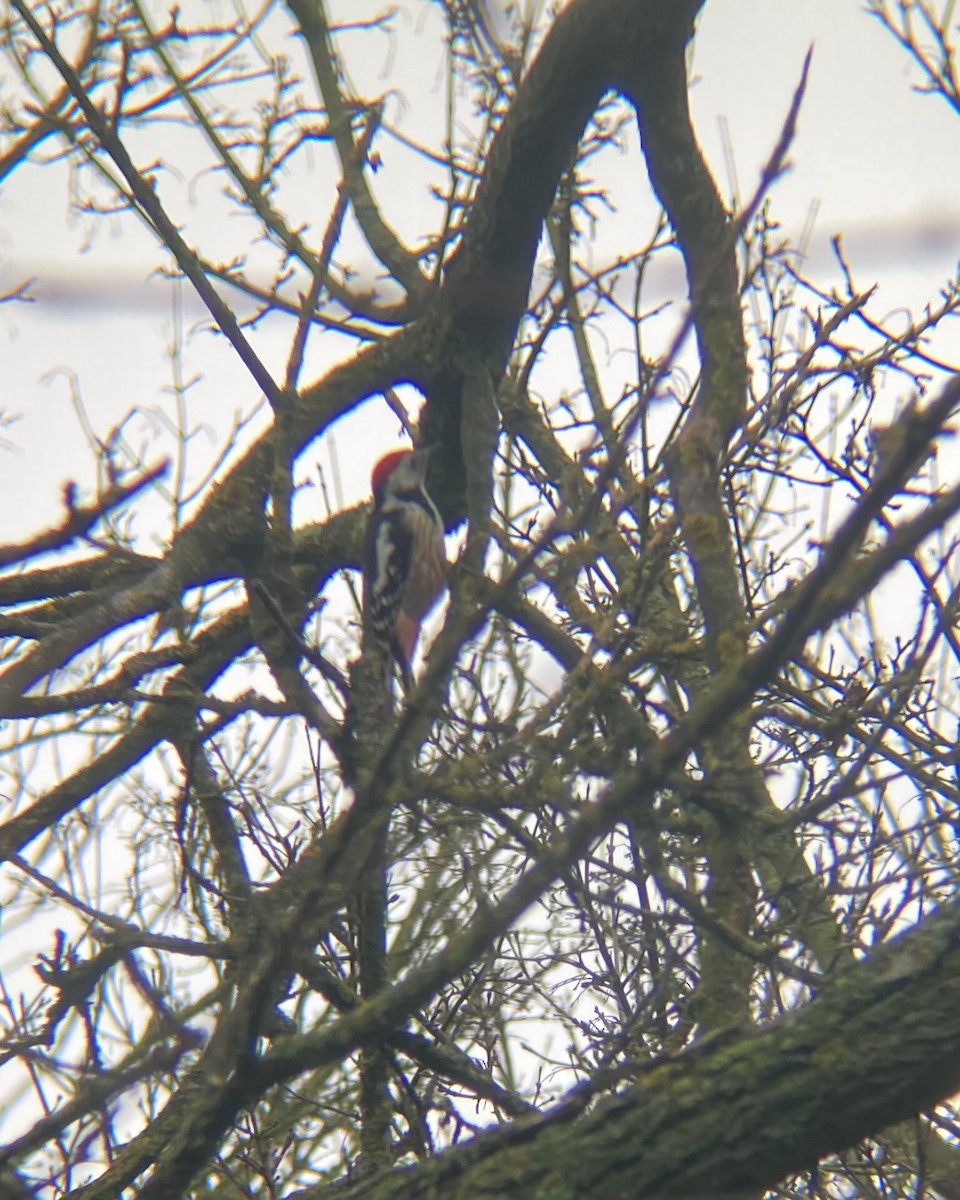 Middle Spotted Woodpecker - ML641582647