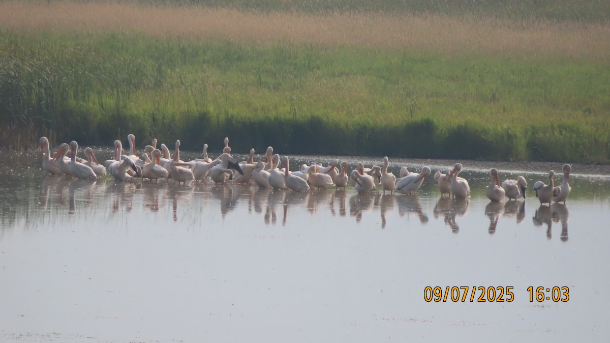 American White Pelican - ML641582683