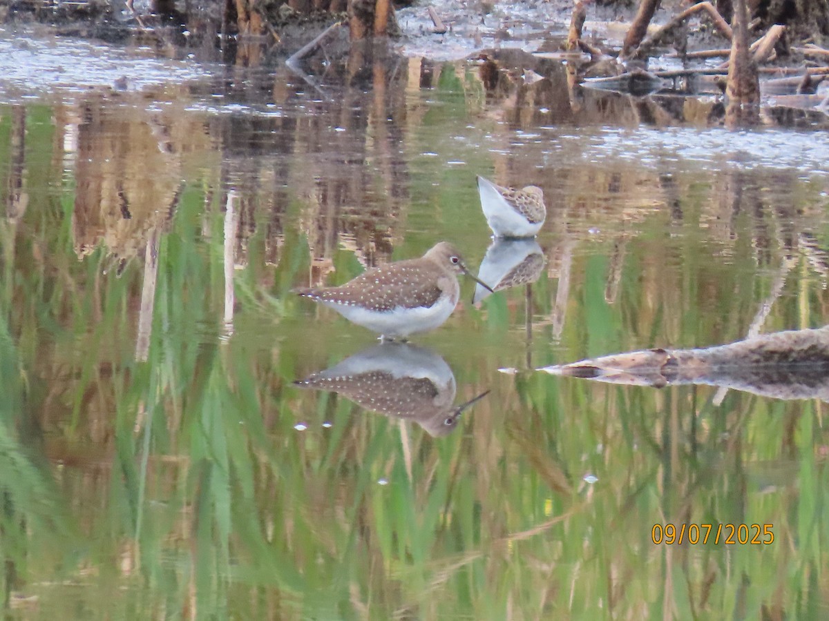 Solitary Sandpiper - ML641582714
