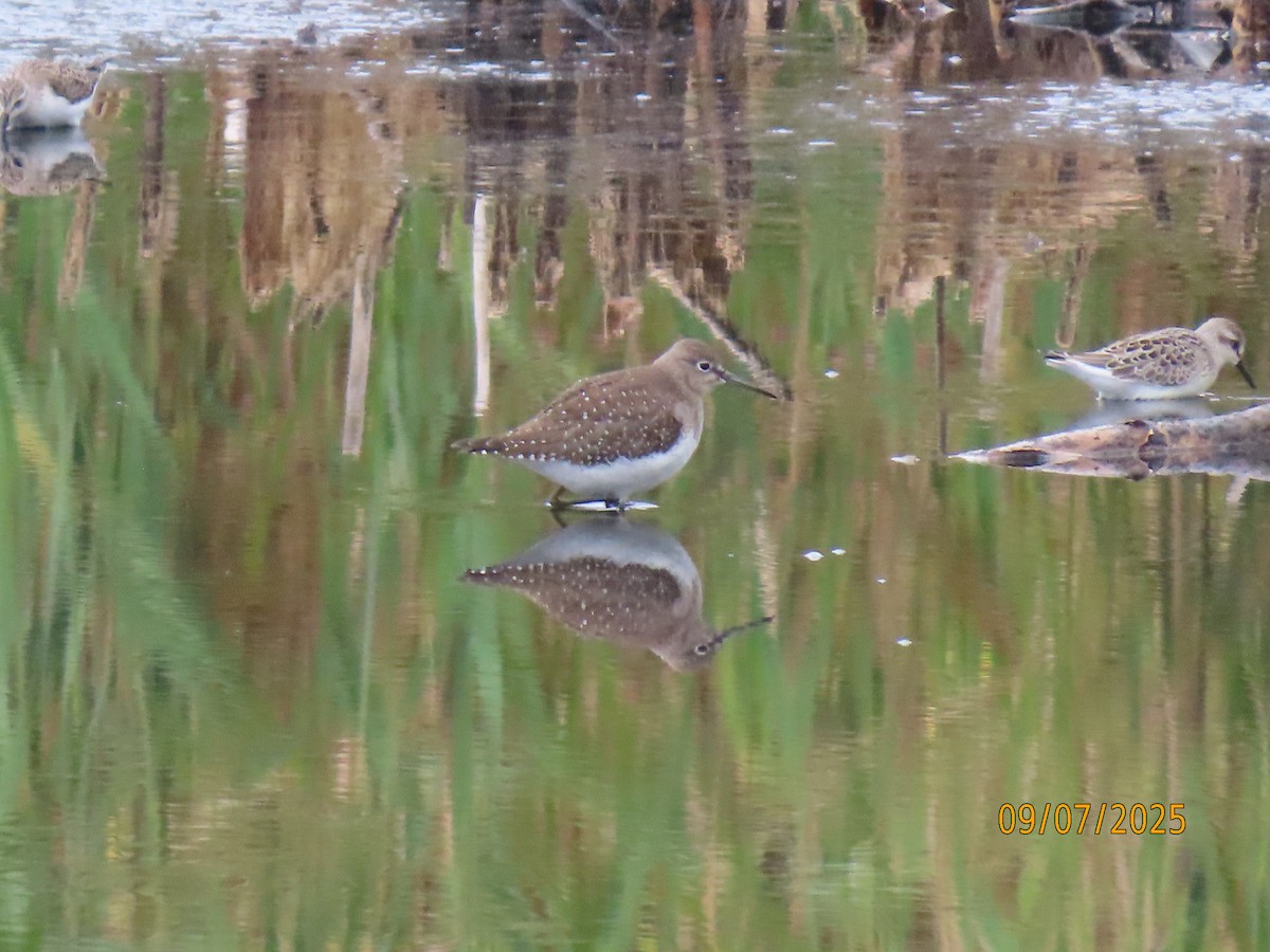 Solitary Sandpiper - ML641582715