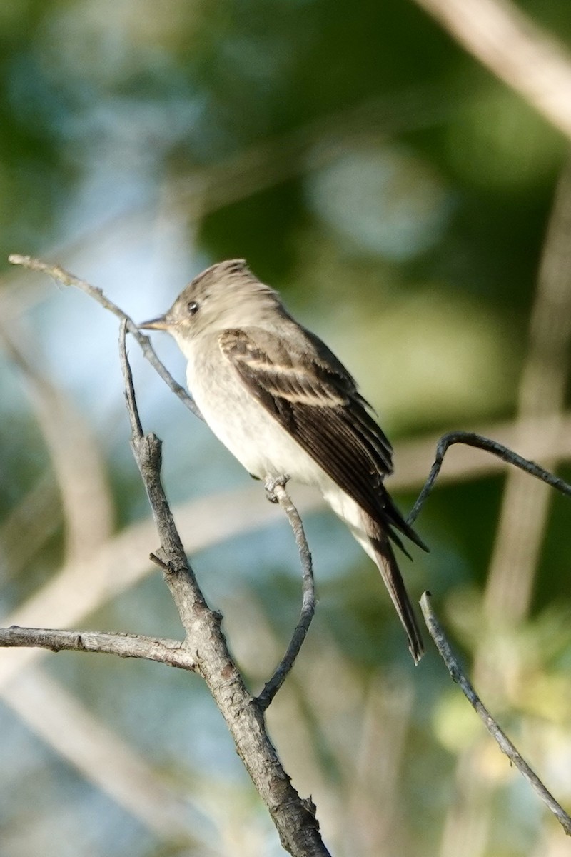 Eastern Wood-Pewee - ML641582718