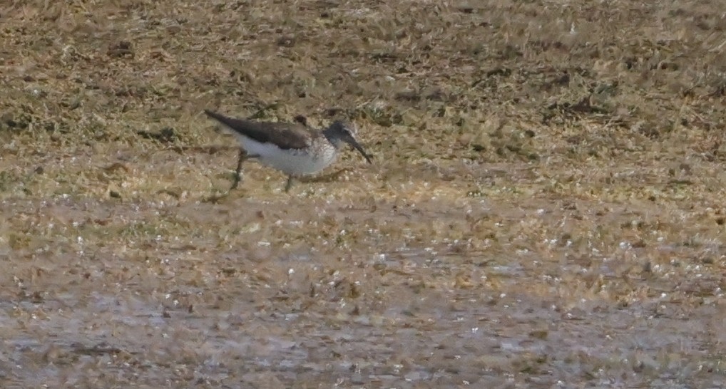 Solitary Sandpiper - ML641582720