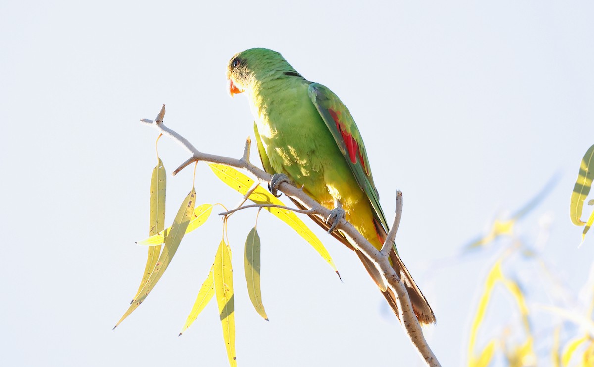 ハゴロモインコ - ML641582740