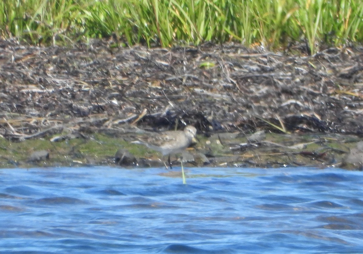 White-rumped Sandpiper - ML641582745