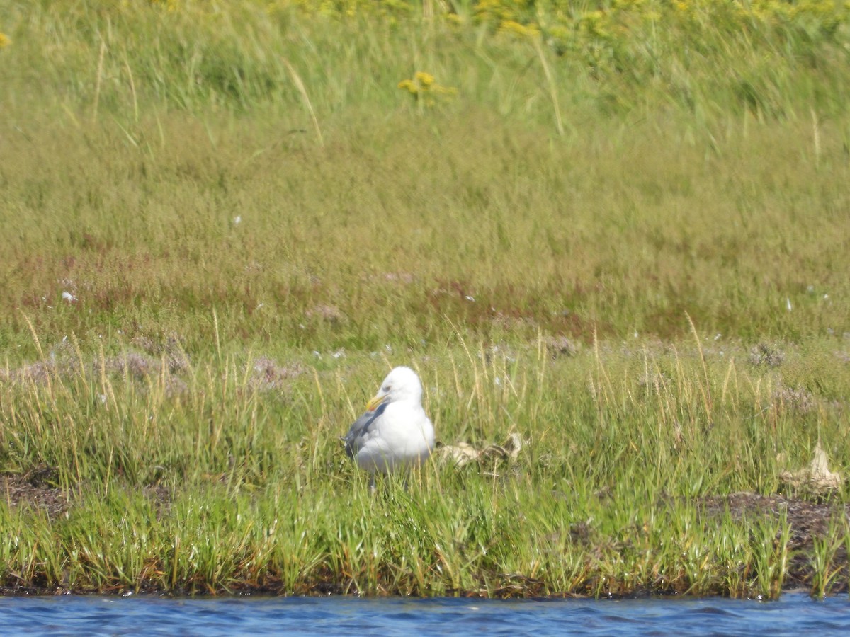 American Herring Gull - ML641582756