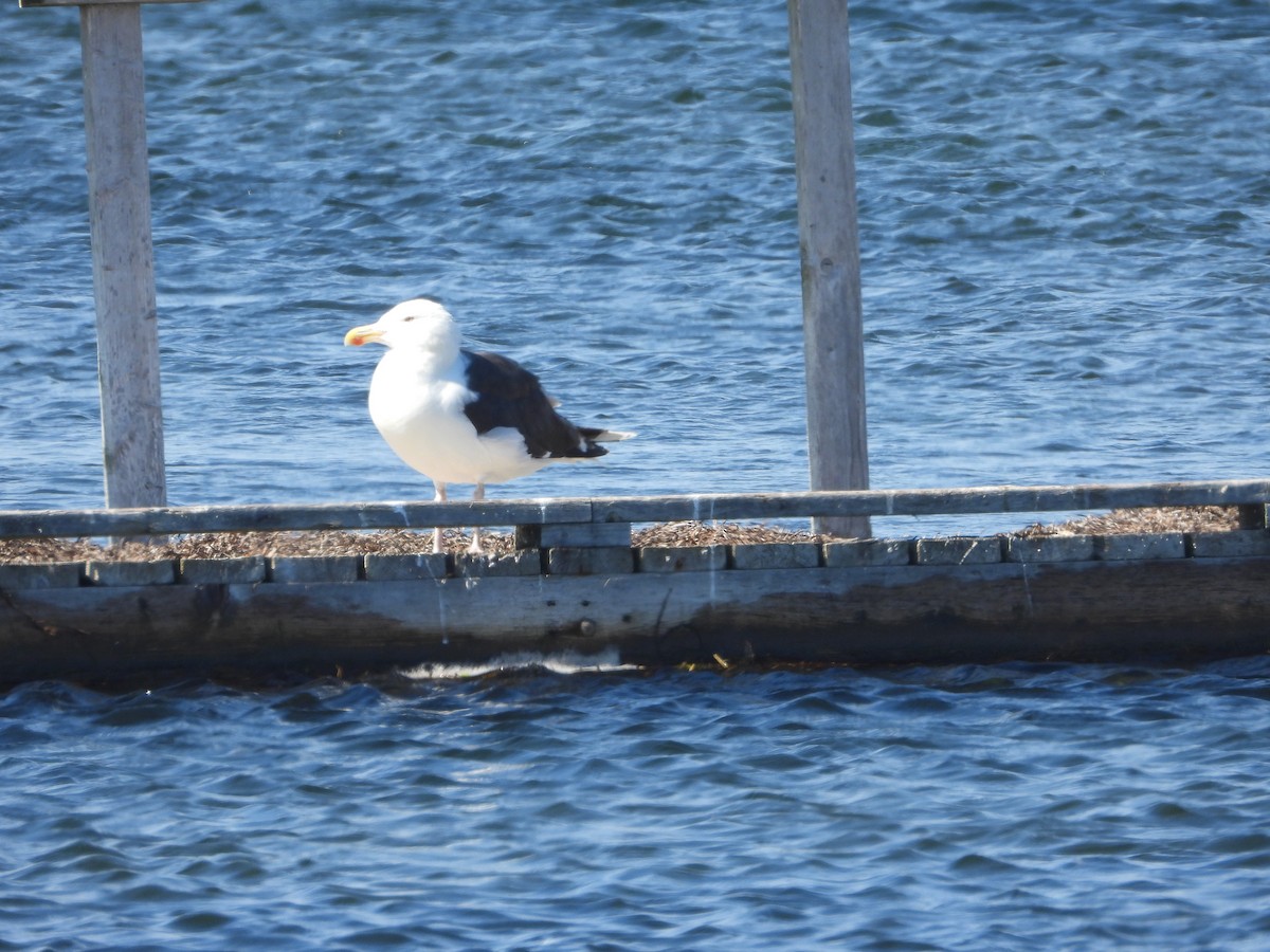 Great Black-backed Gull - ML641582767