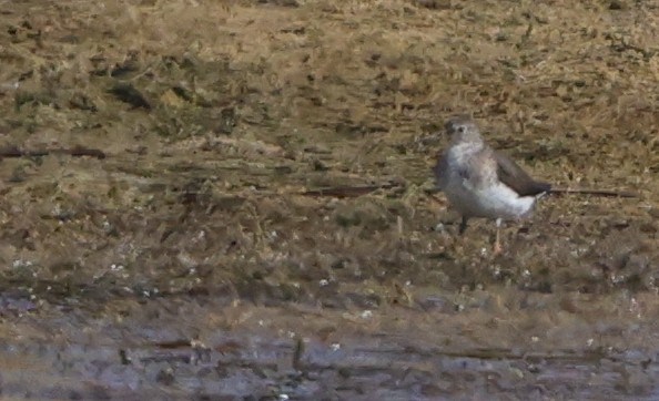 Solitary Sandpiper - ML641582770