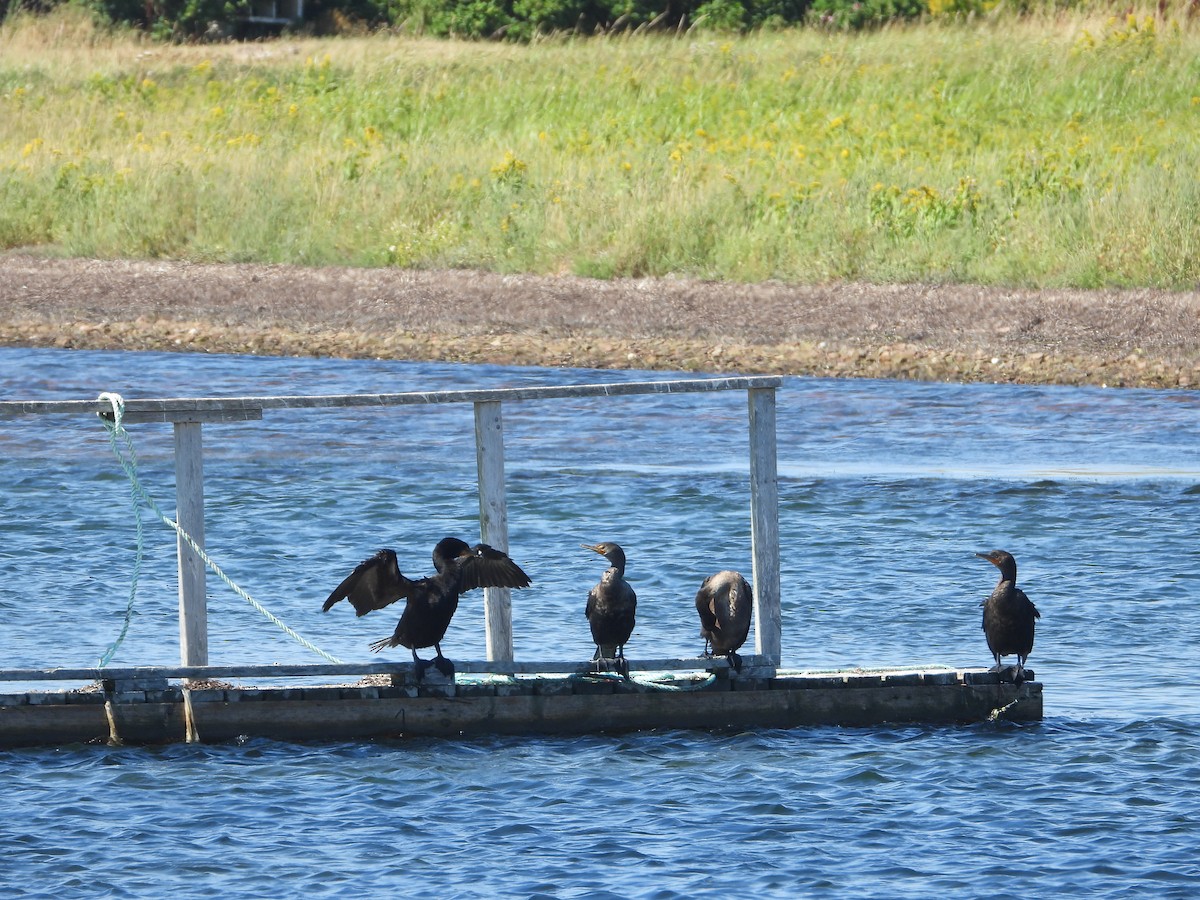 Double-crested Cormorant - ML641582775