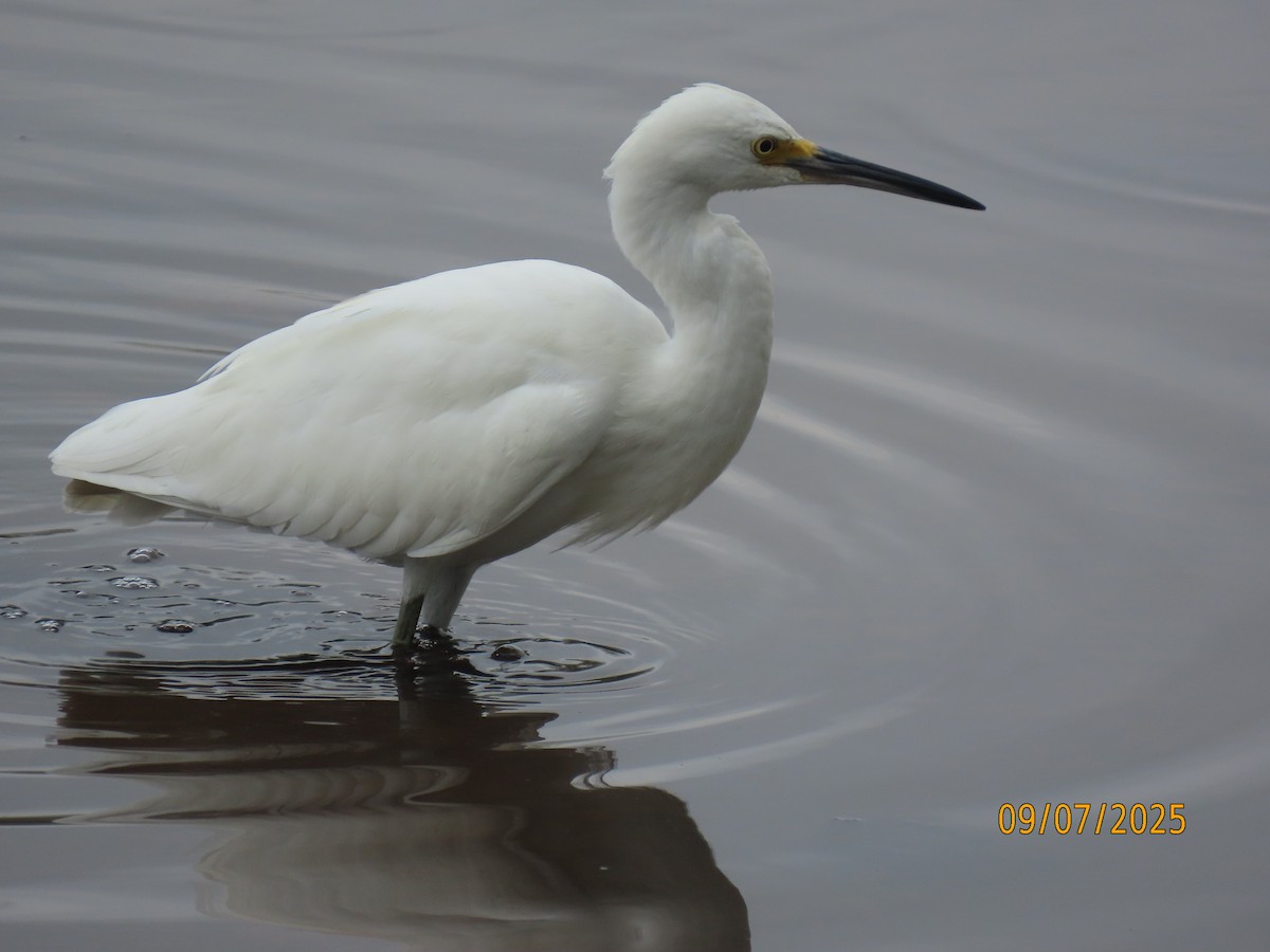 Snowy Egret - ML641582776