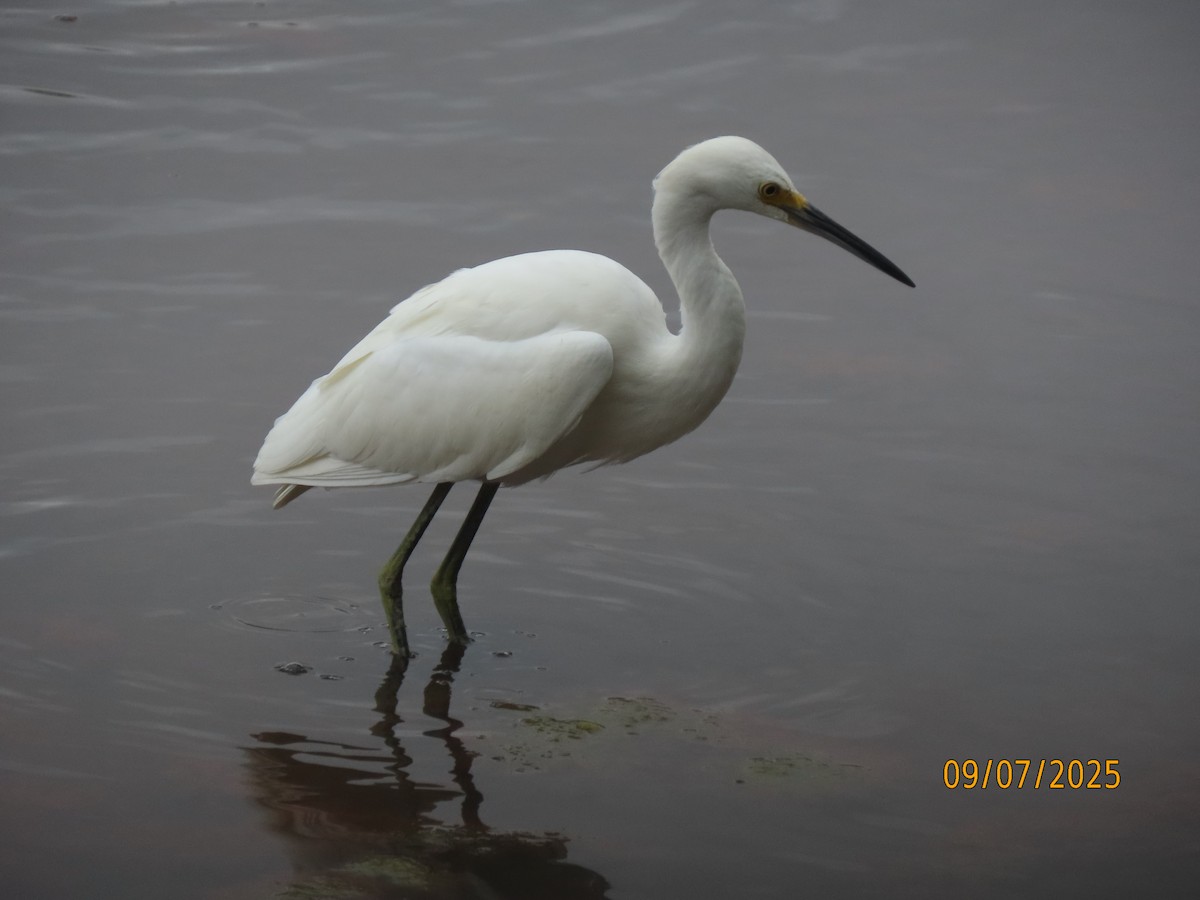 Snowy Egret - ML641582777