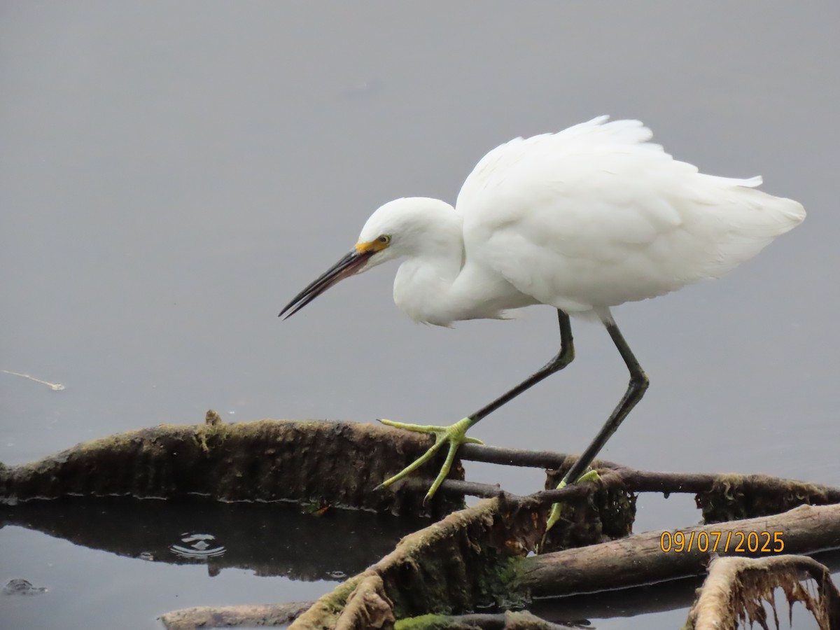 Snowy Egret - ML641582778