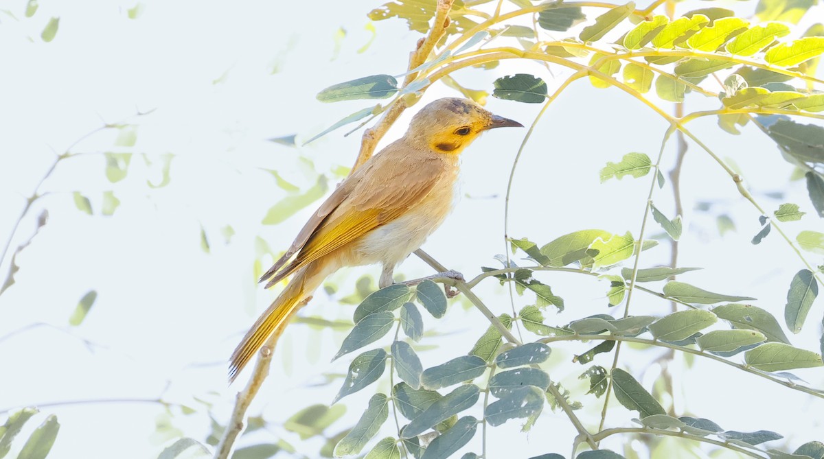 Yellow-tinted Honeyeater - ML641582779
