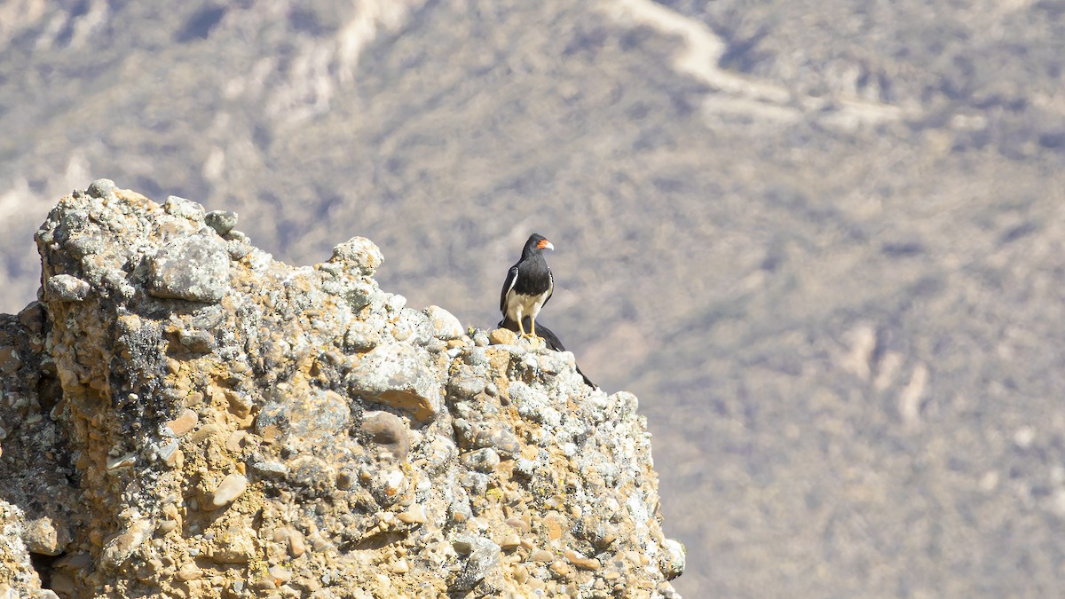 Mountain Caracara - ML641582808