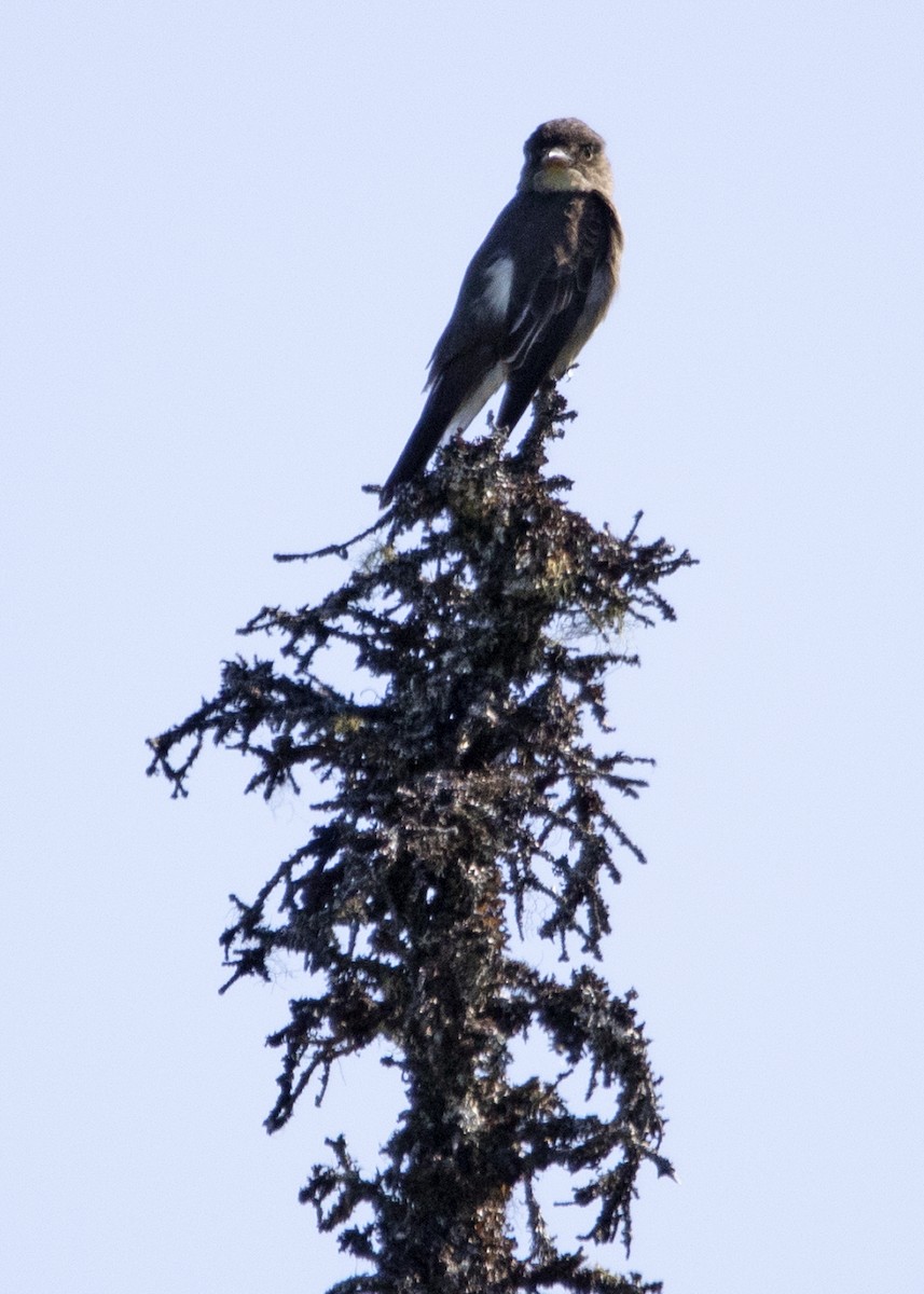 Olive-sided Flycatcher - ML641582831