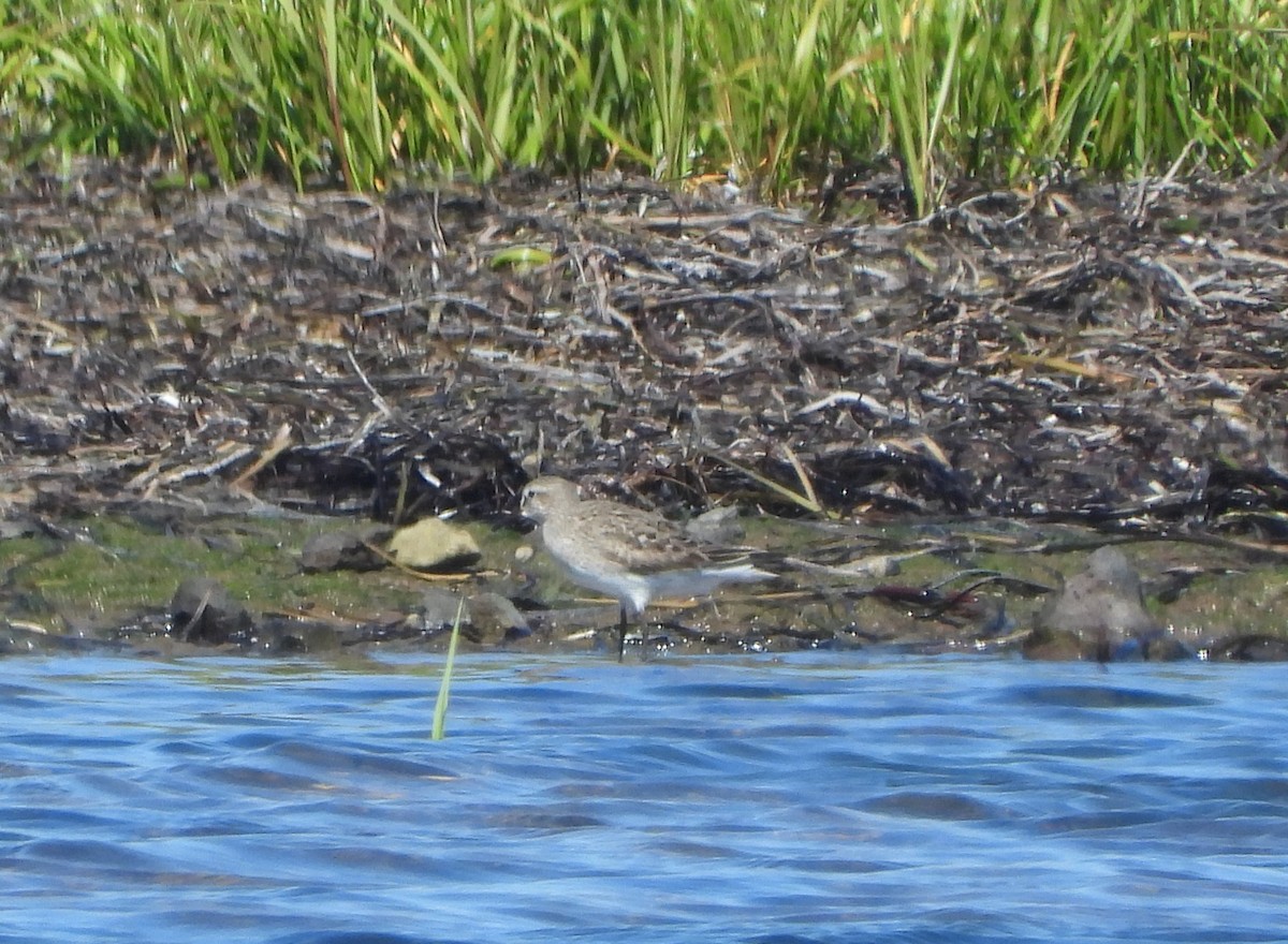 White-rumped Sandpiper - ML641582839