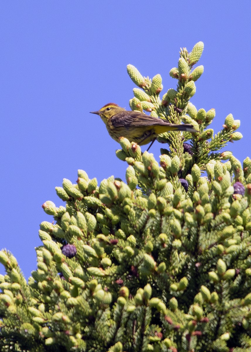 Palm Warbler (Yellow) - ML641582841