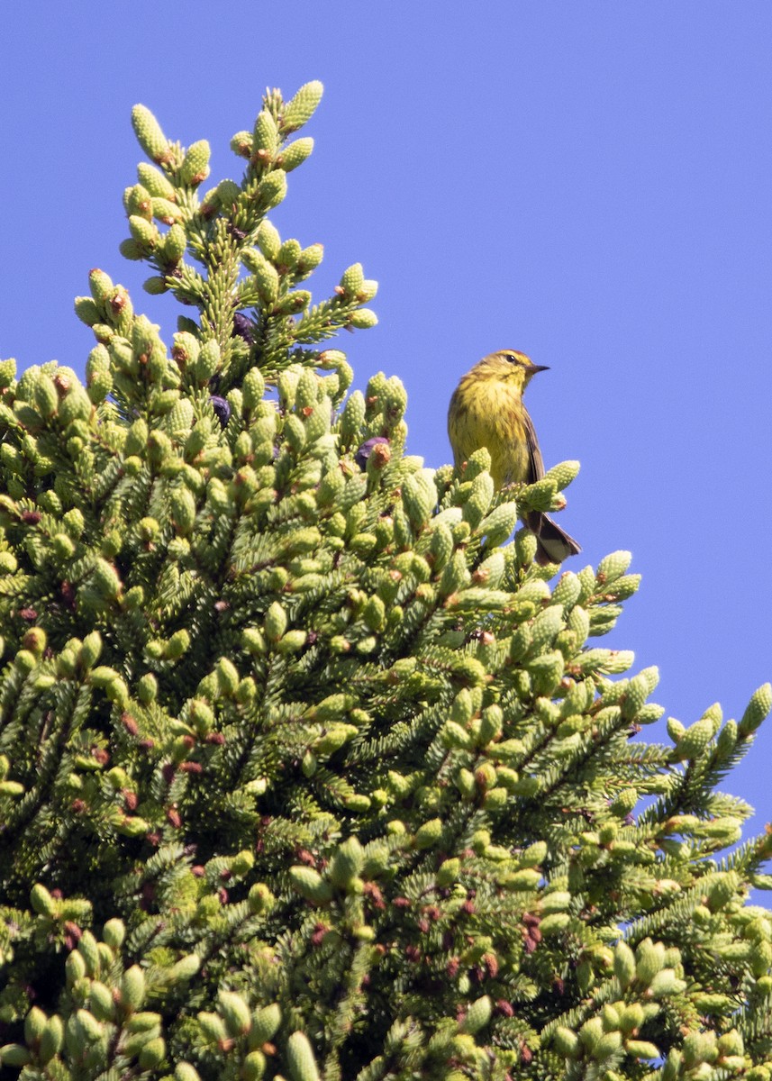 Palm Warbler (Yellow) - ML641582842