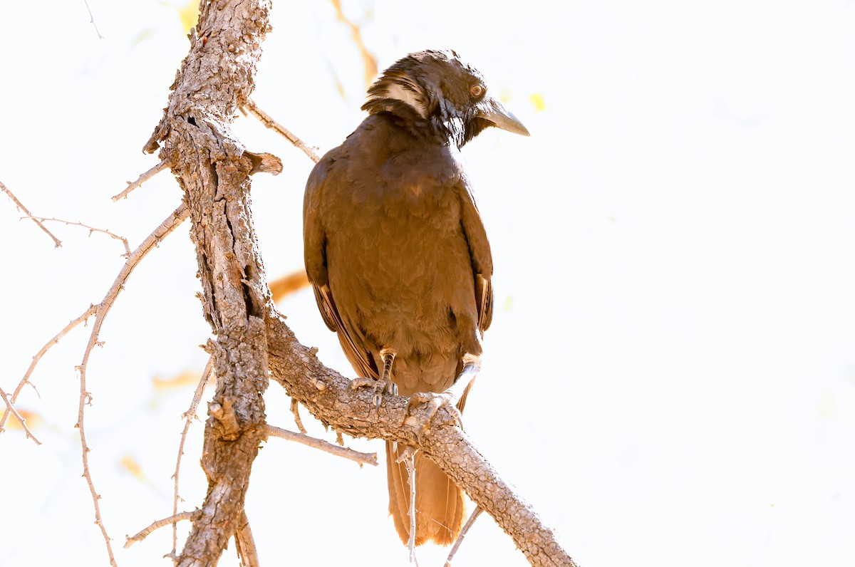 Torresian Crow - ML641582878