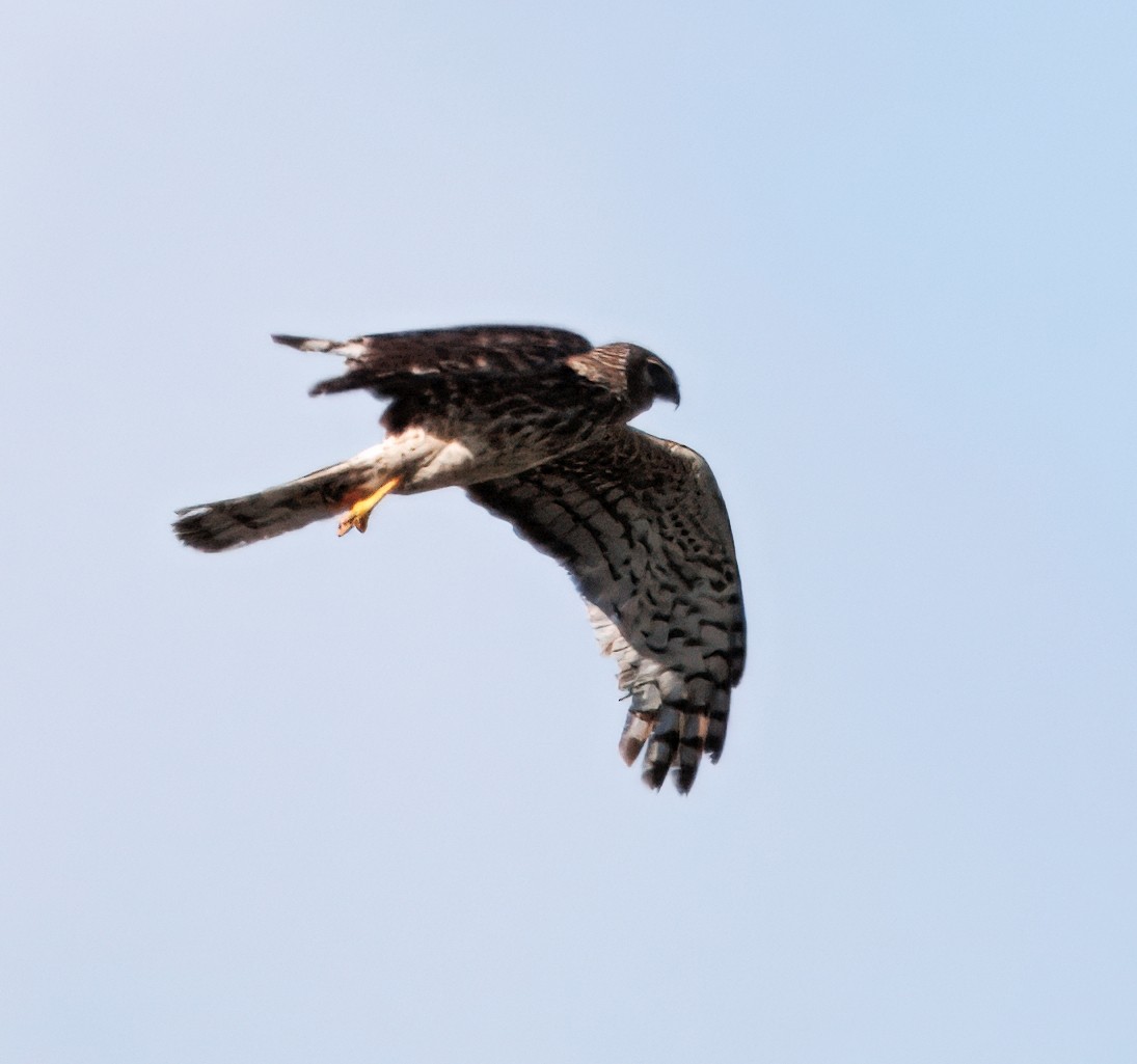 Northern Harrier - ML641582924