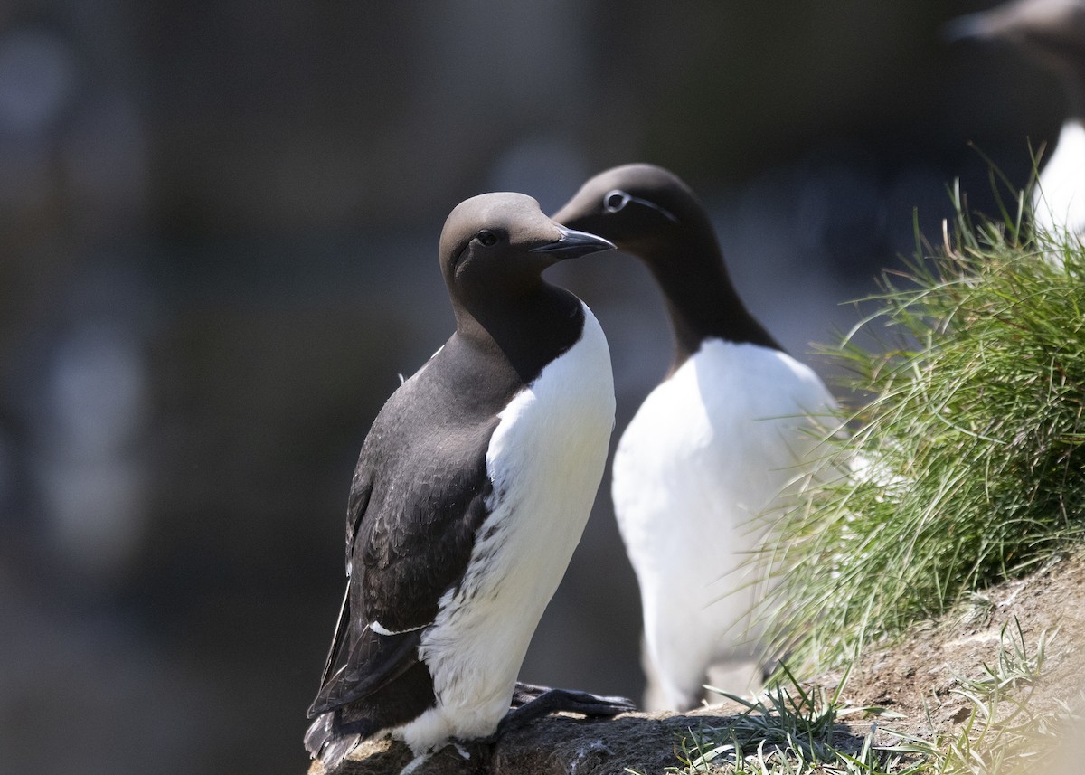 Common Murre - ML641582932