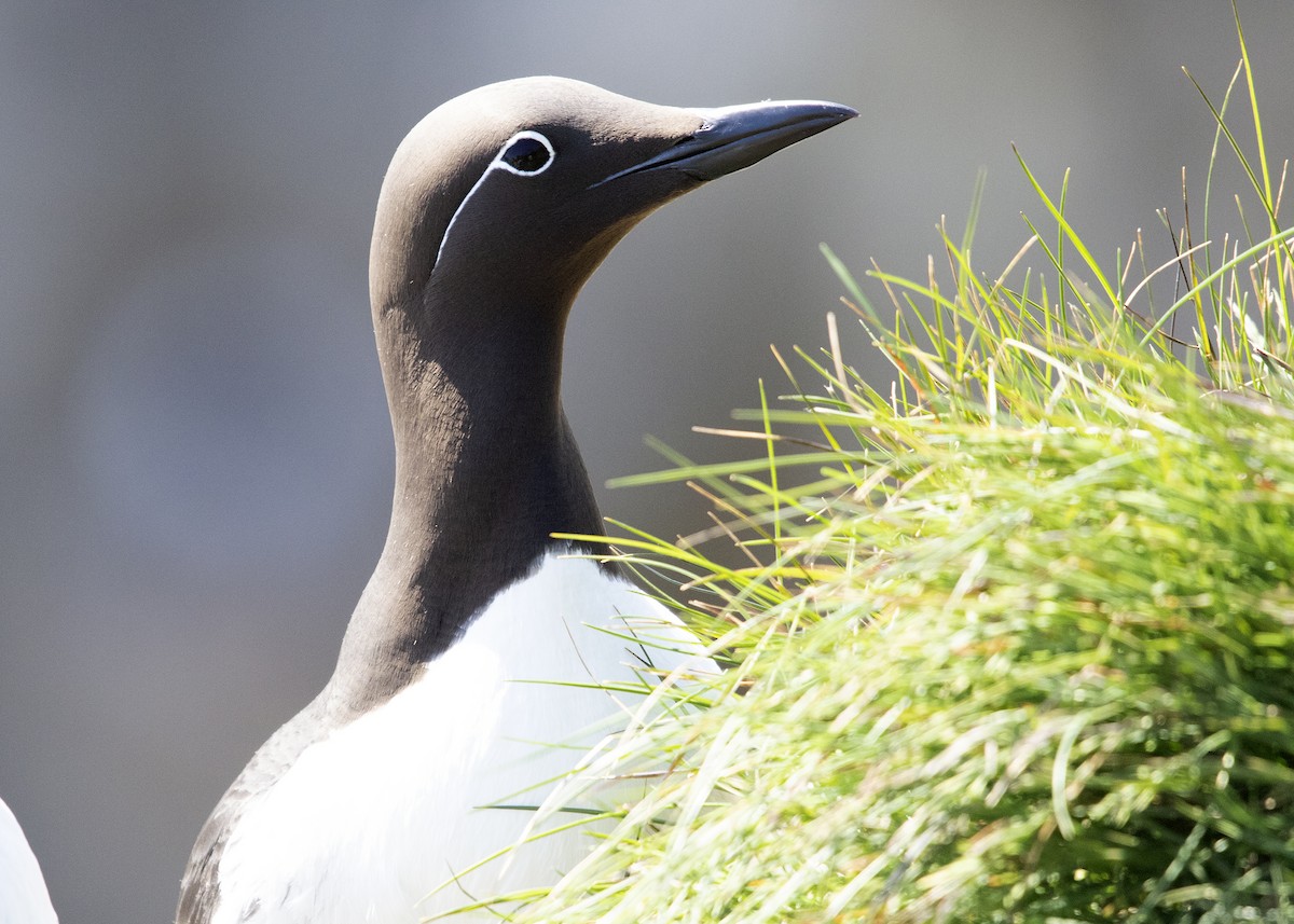 Common Murre - ML641582933