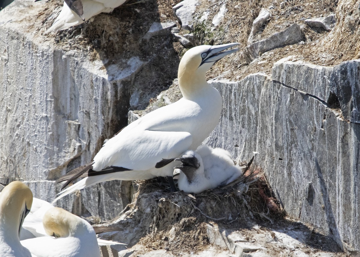 Northern Gannet - ML641582944