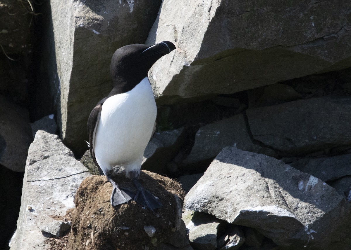 Razorbill - ML641582949