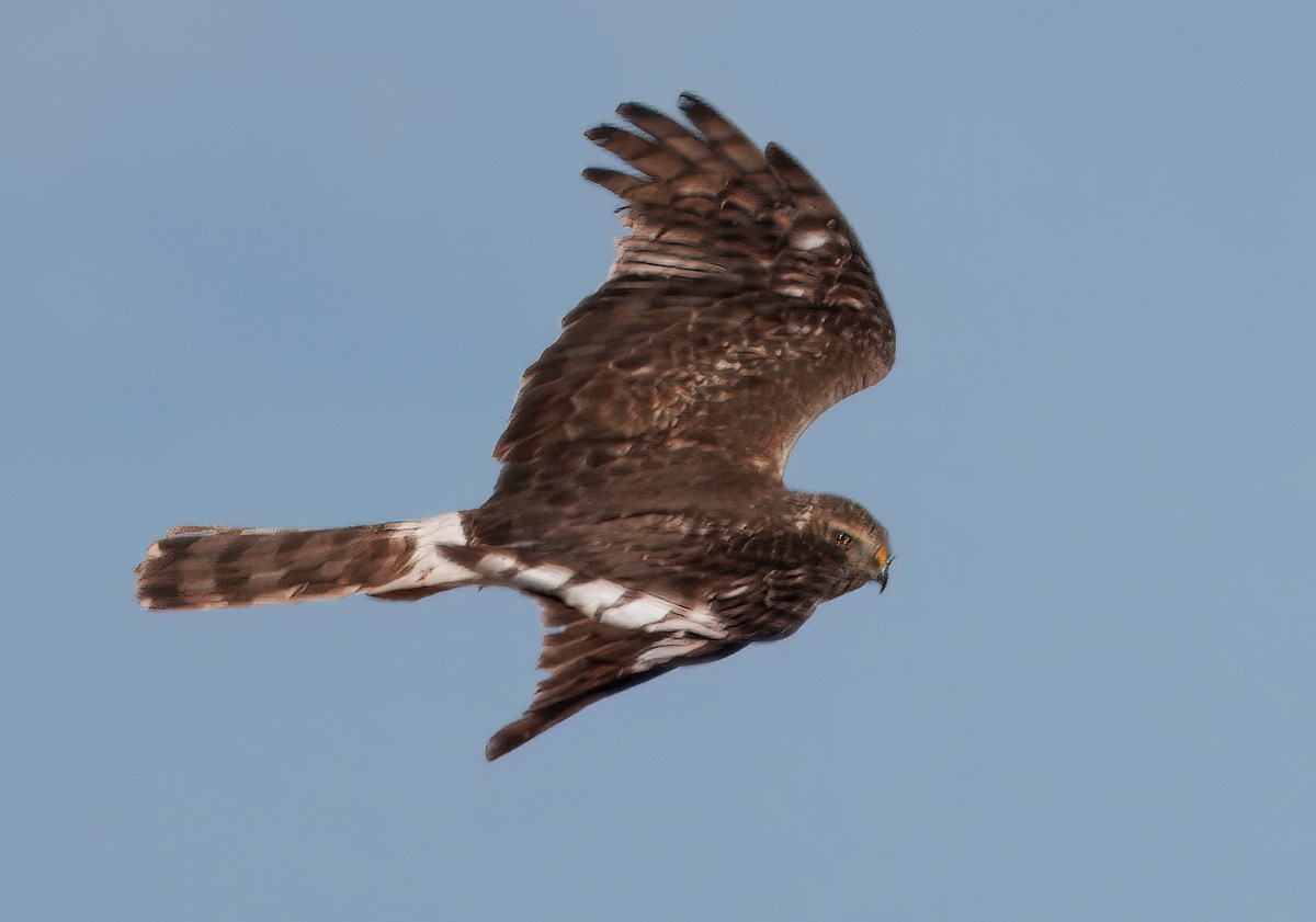 Northern Harrier - ML641582950