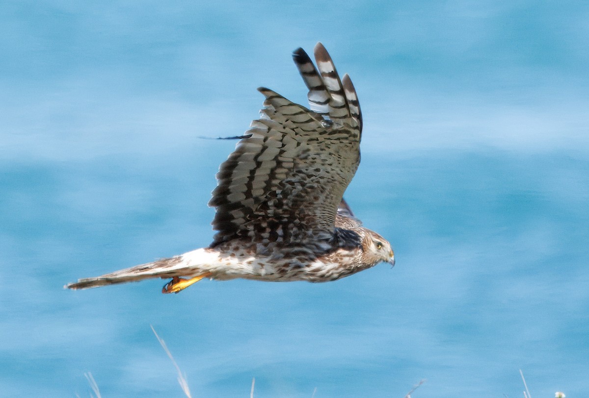 Northern Harrier - ML641582951