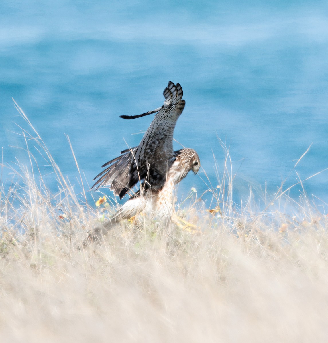 Northern Harrier - ML641582952
