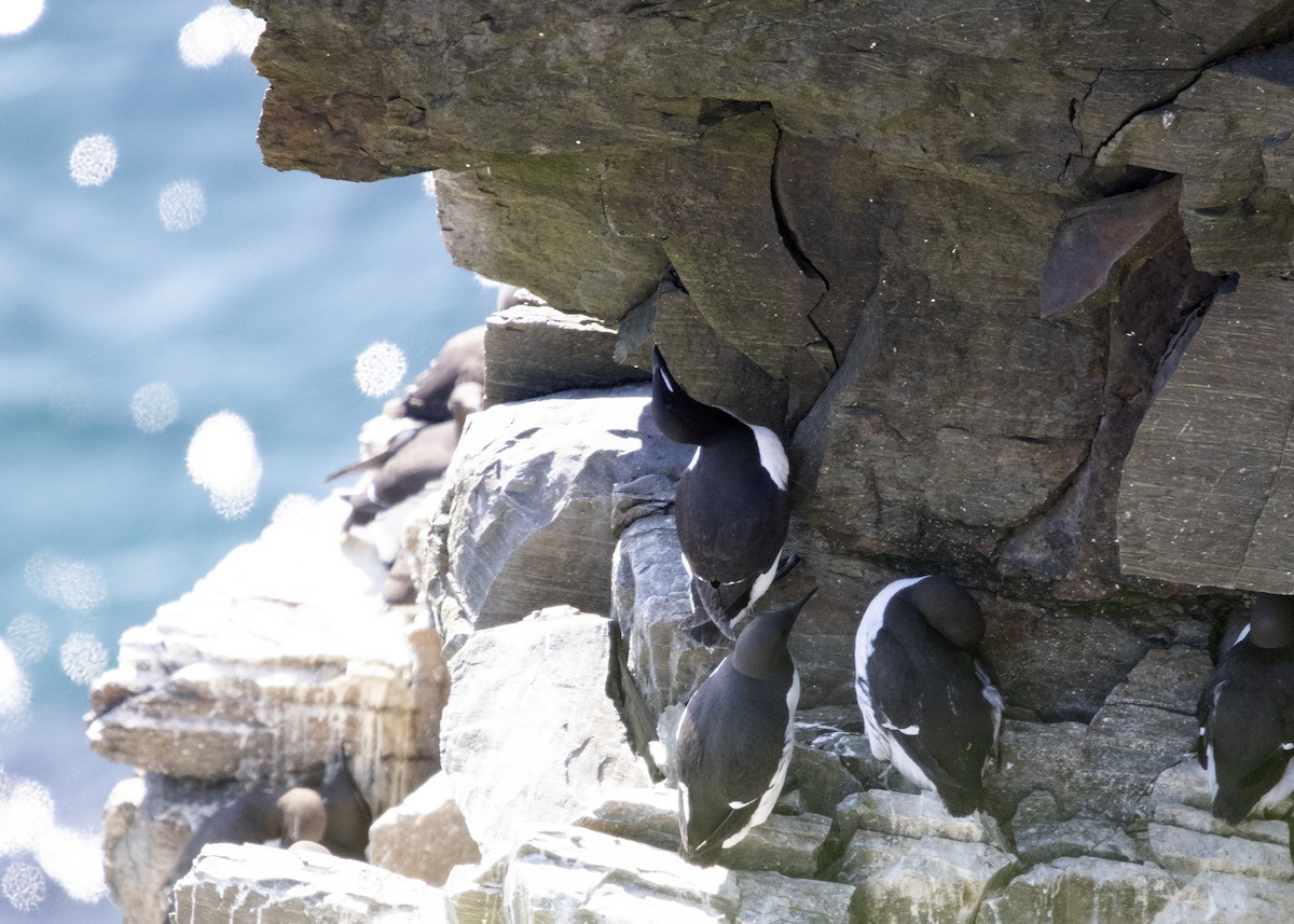 Thick-billed Murre - ML641582968