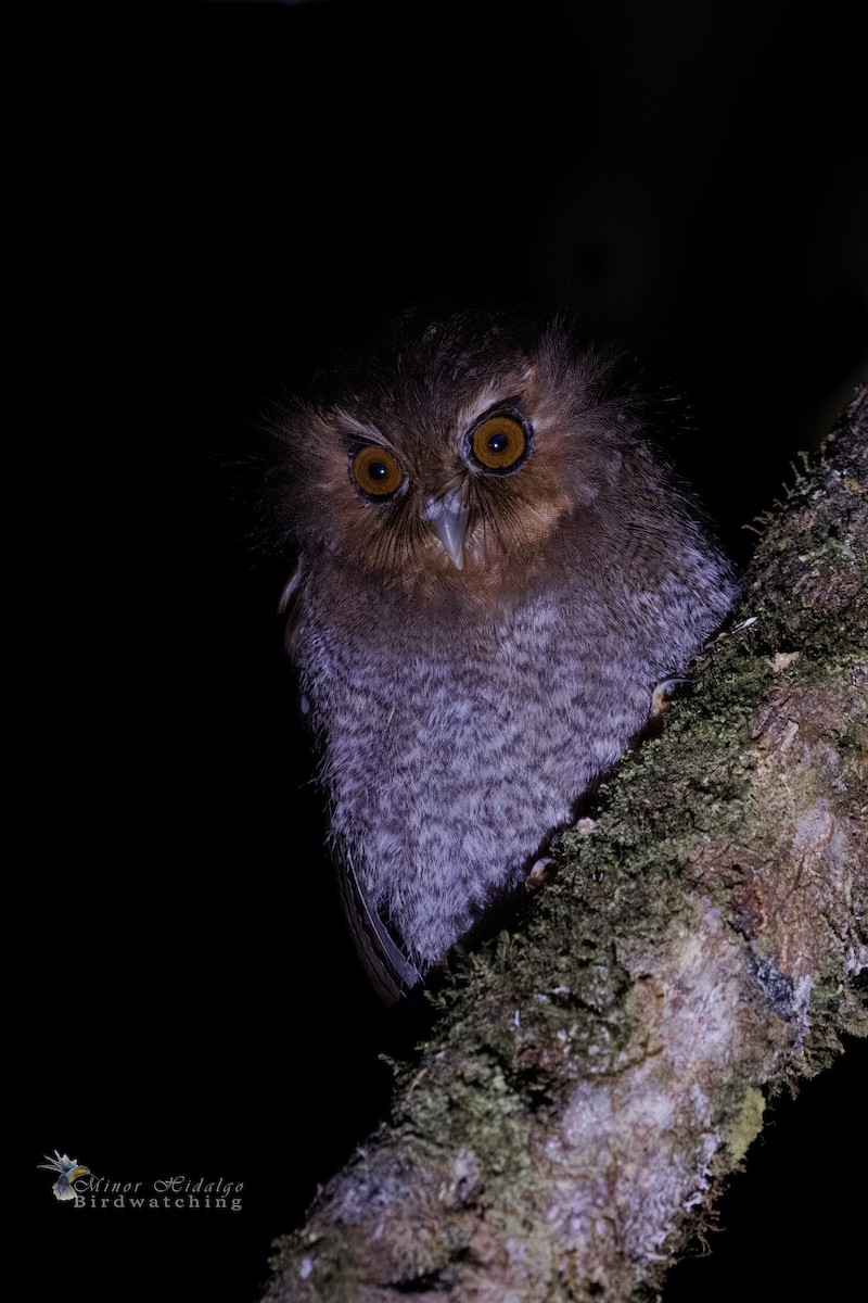 Long-whiskered Owlet - ML641582980