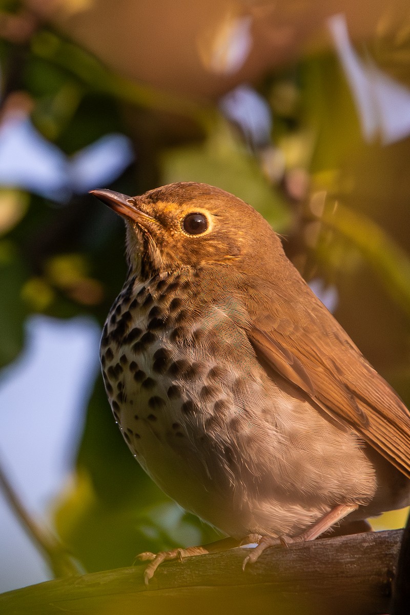 Swainson's Thrush - ML641583007
