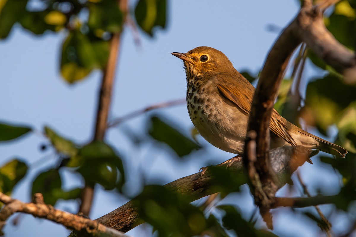Swainson's Thrush - ML641583008