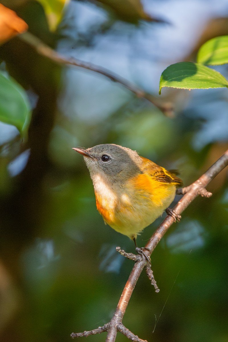 American Redstart - ML641583042