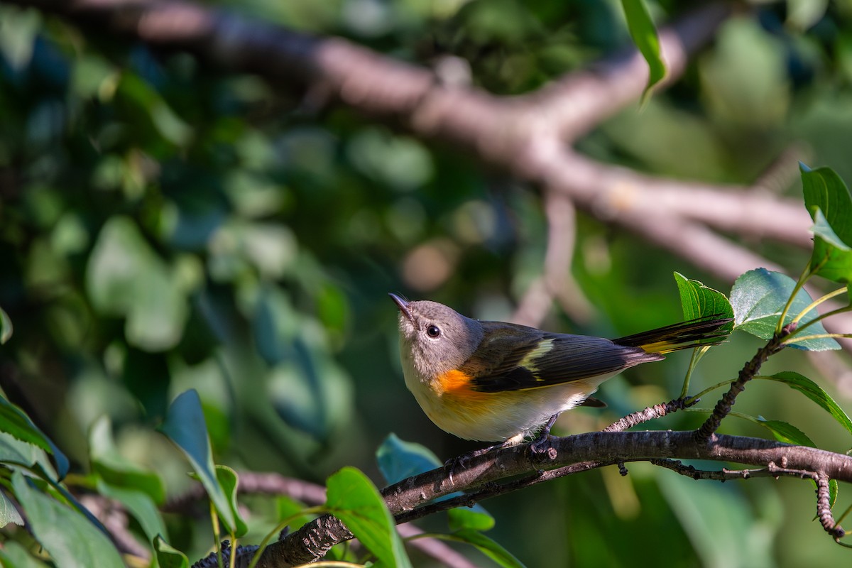 American Redstart - ML641583043