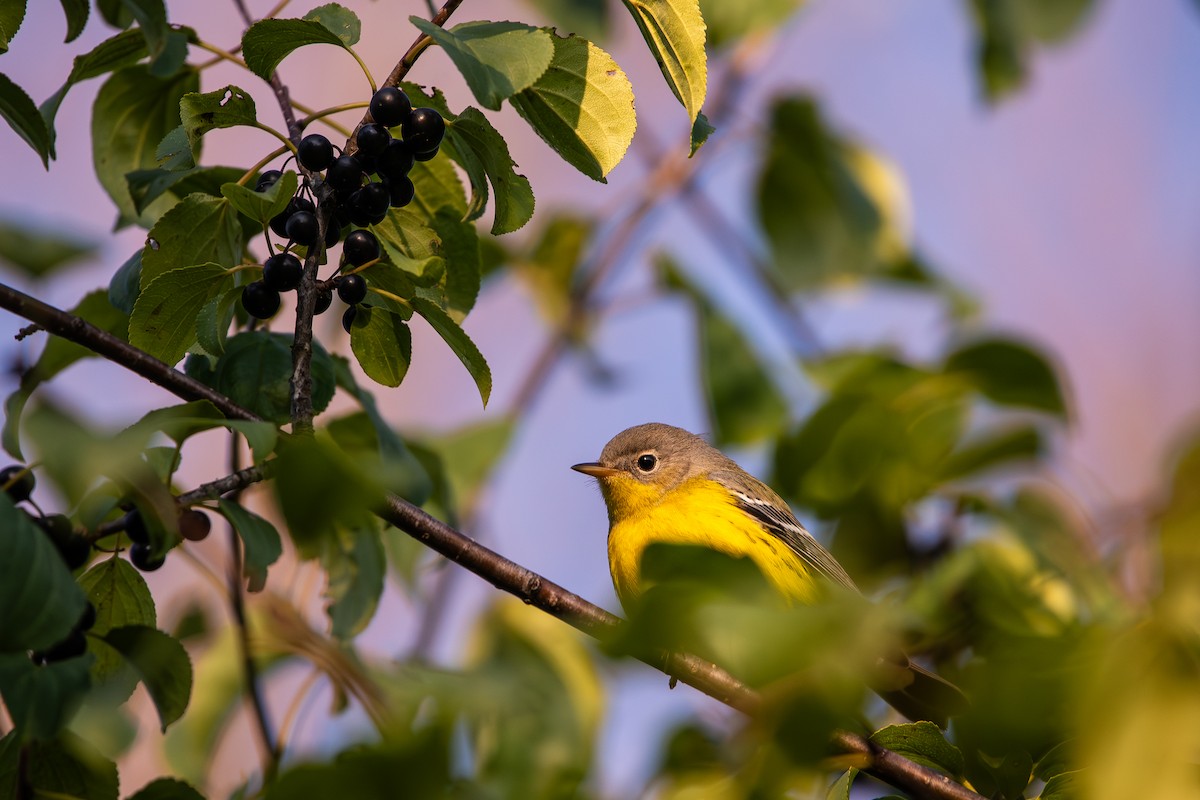 Magnolia Warbler - ML641583045