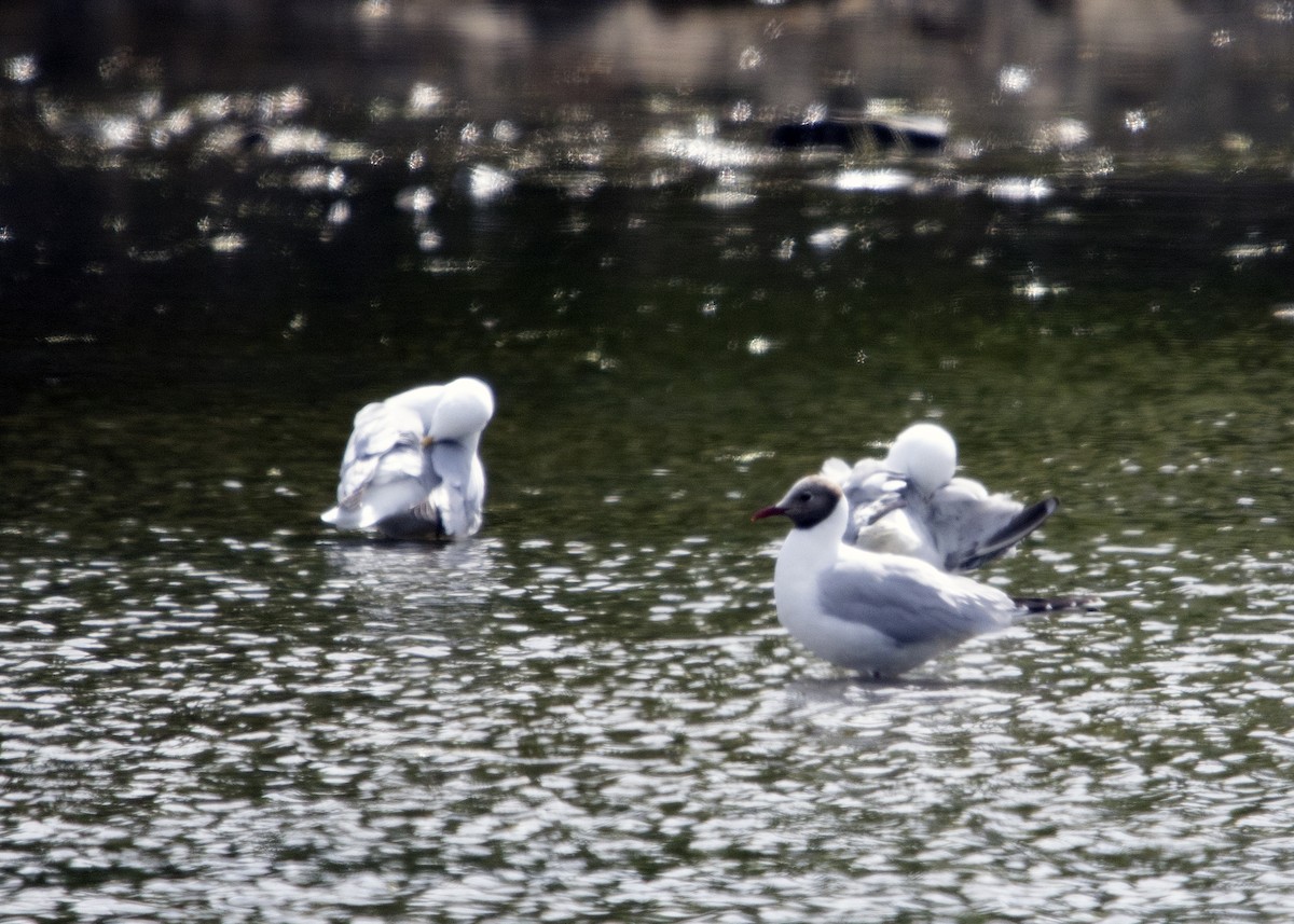 Black-headed Gull - ML641583052