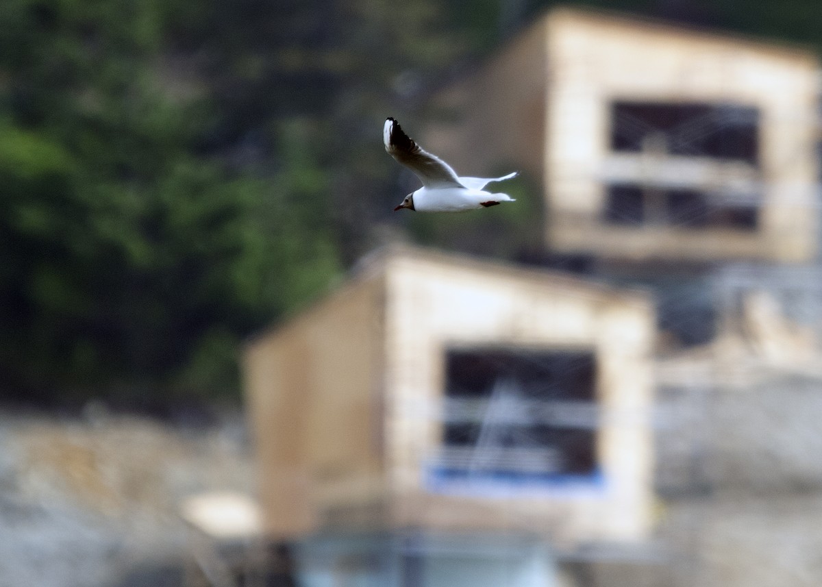 Black-headed Gull - ML641583055